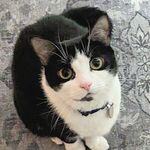 Bertie