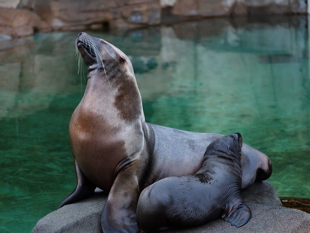Picture of Vancouver Aquarium