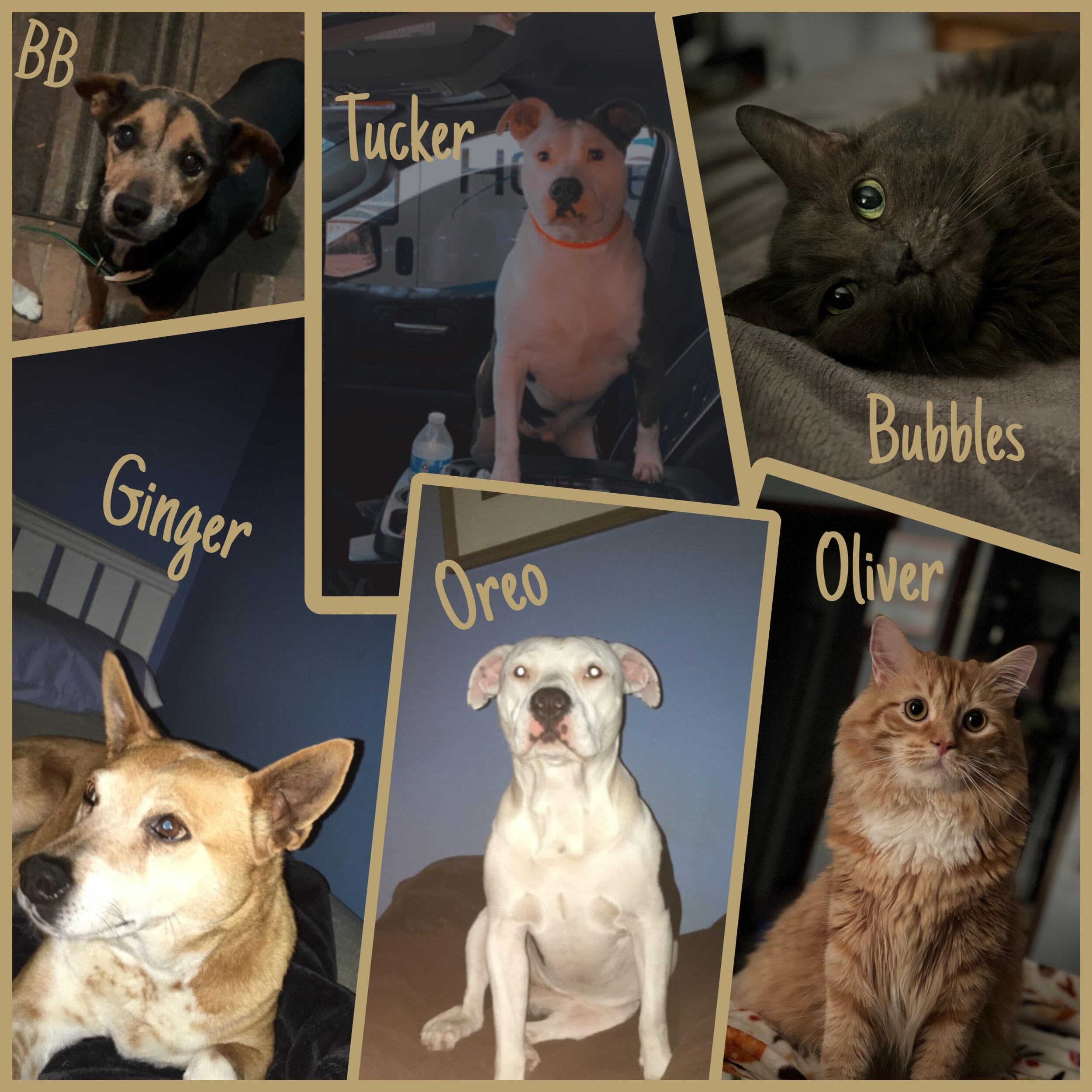 The crew grew by two in the most unexpected way. They found Tucker wandering down a dirt road and instantly knew it was meant to be. Just a few days later,  somehow ended up bottle-feeding a tiny kitten—Oliver—and the rest is history. Now we have six little (some not so little) babies to love endlessly. 