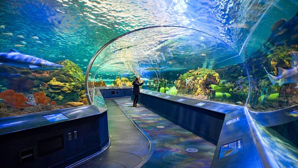 Picture of Ripley's Aquarium of Canada