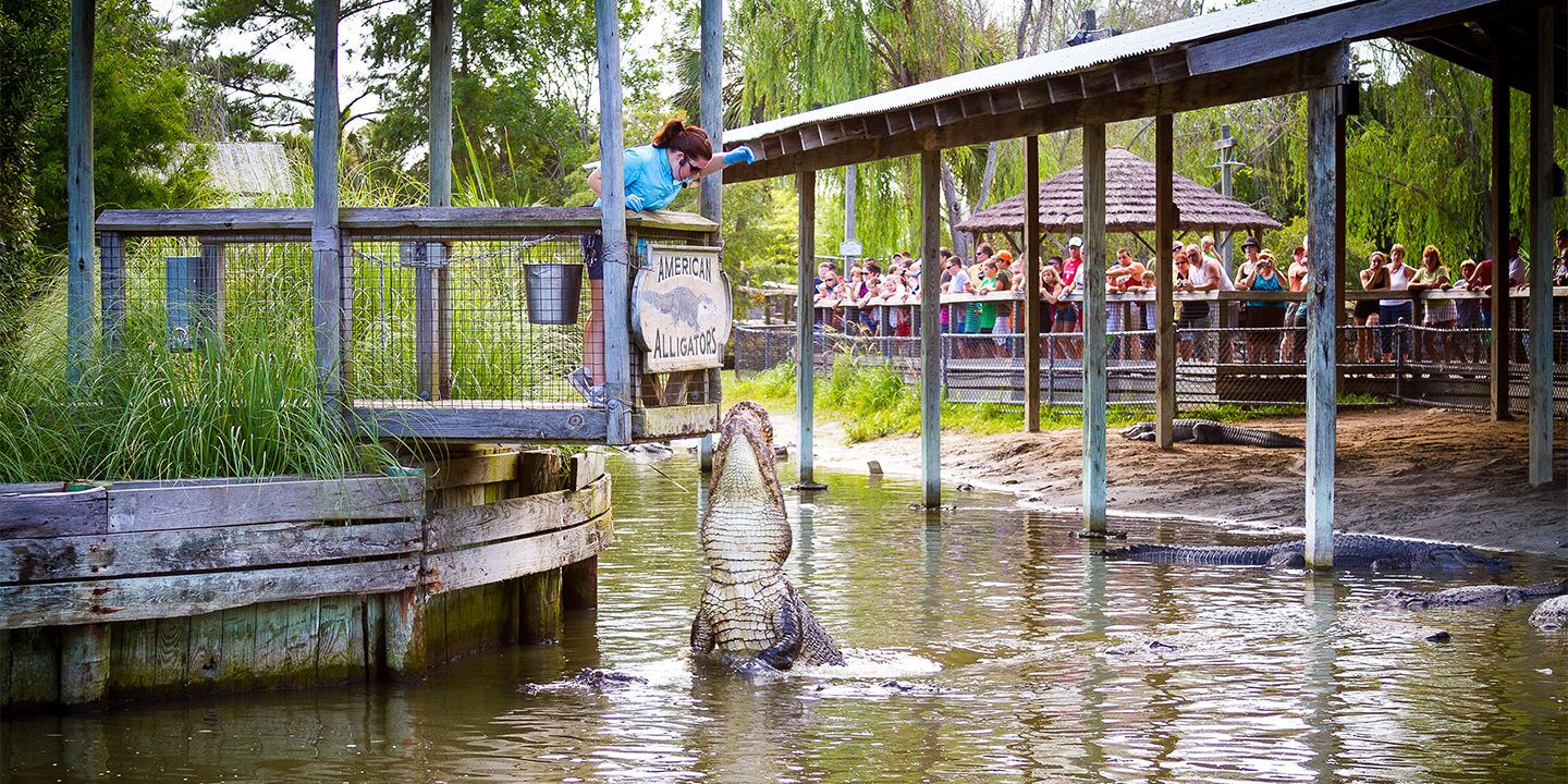 Picture of Alligator Adventure
