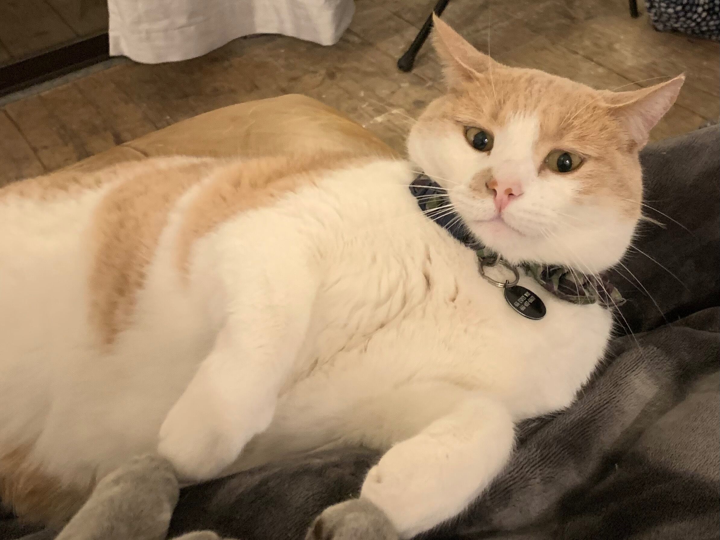 Picture of Cutest Cat in California 