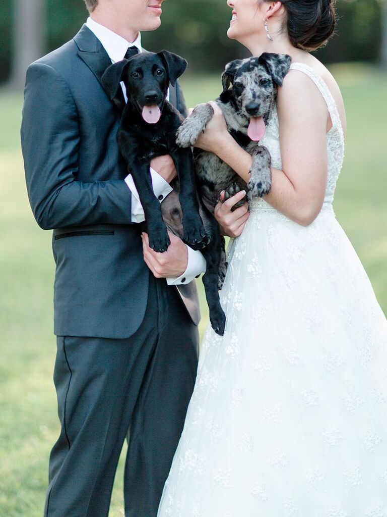 Bride and groom with puppies