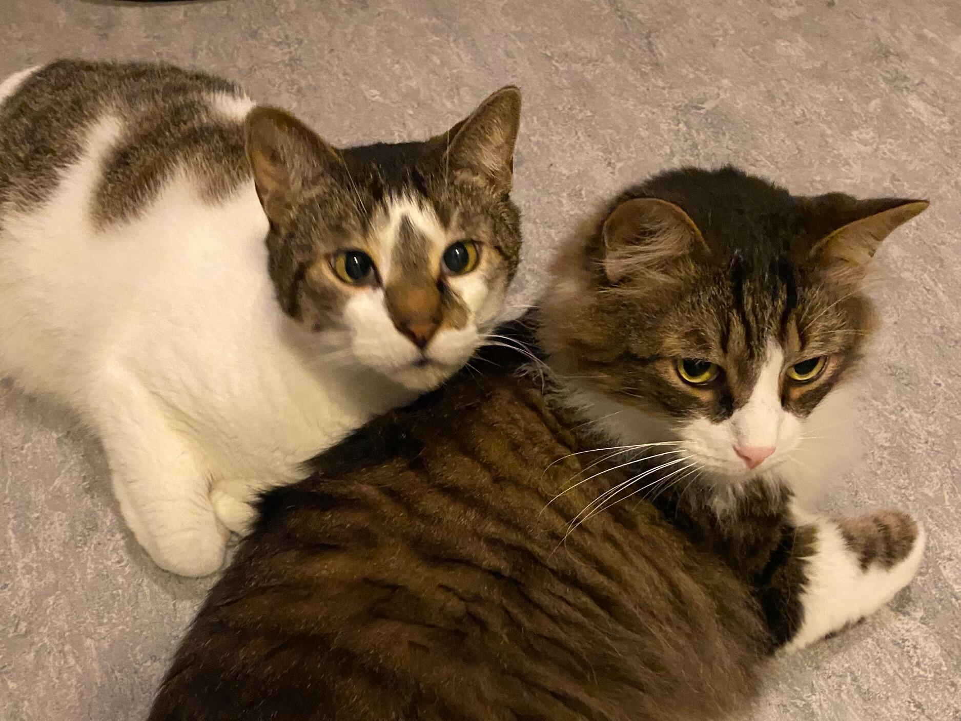 Picture of Kitties
