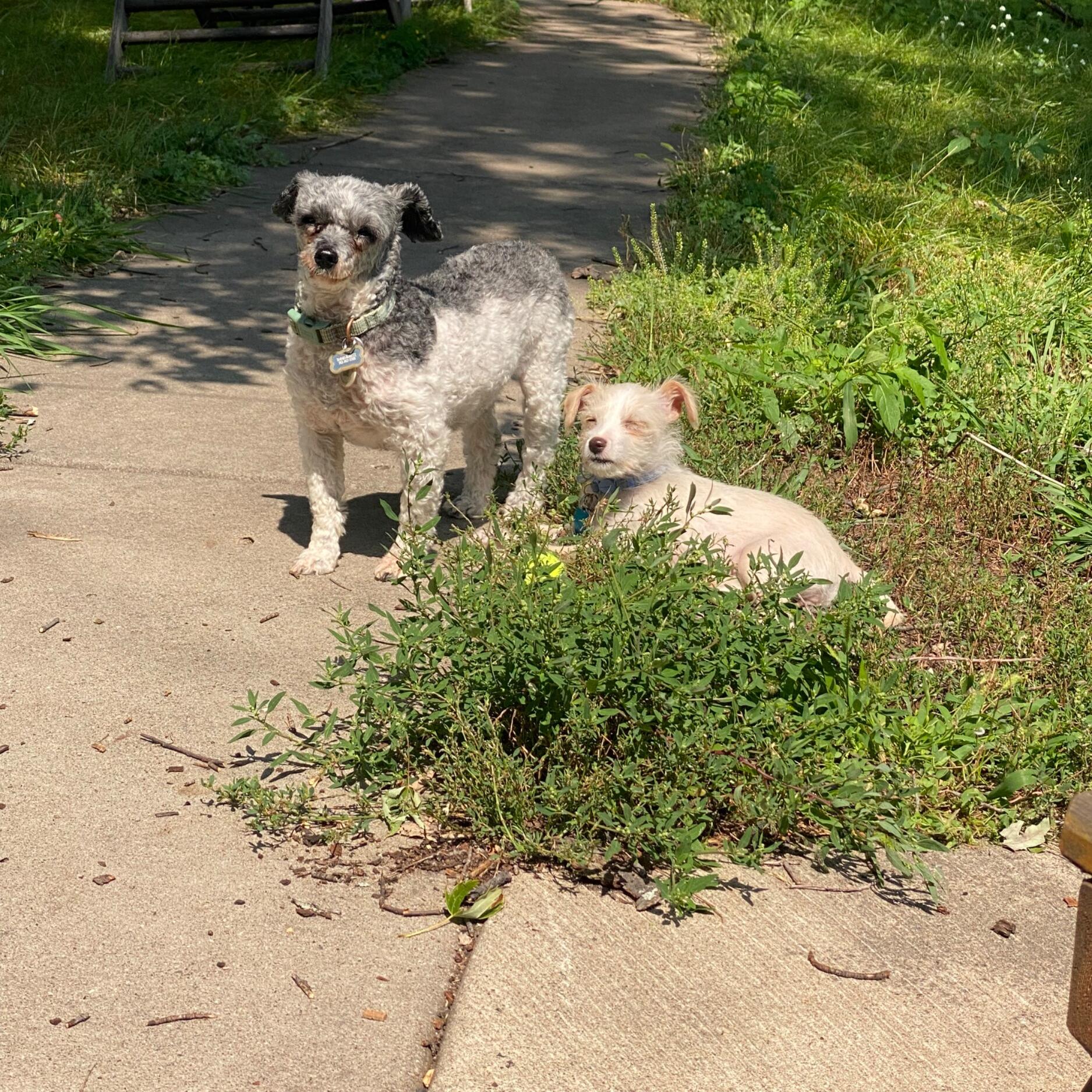 Frannie & Dot Schwenk