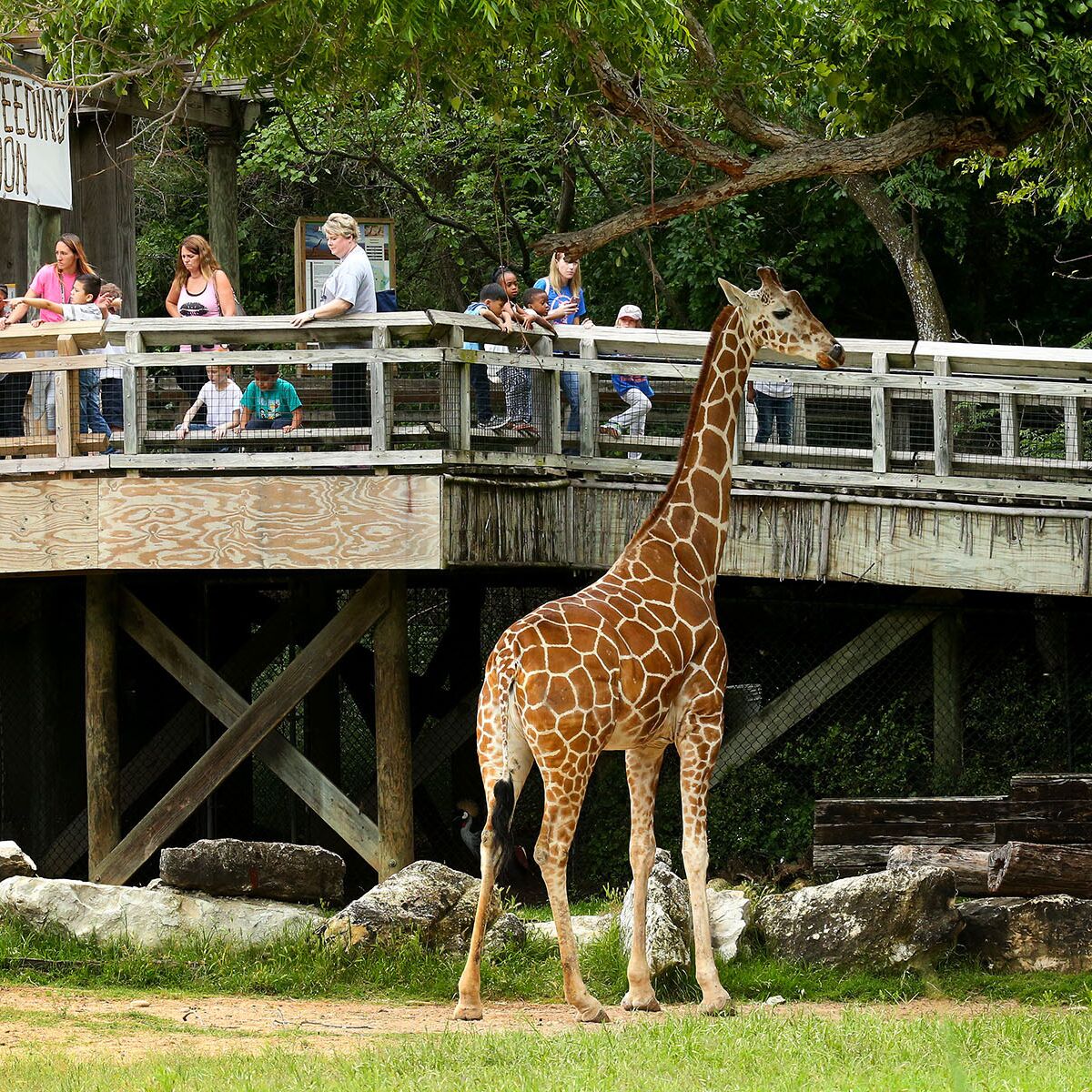 Picture of Cameron Park Zoo