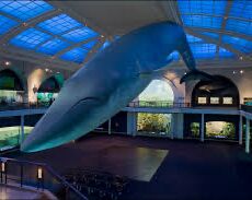 Picture of American Museum of Natural History