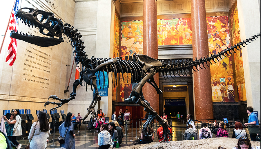 Picture of American Museum of Natural History