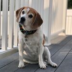Wrigley Reynolds