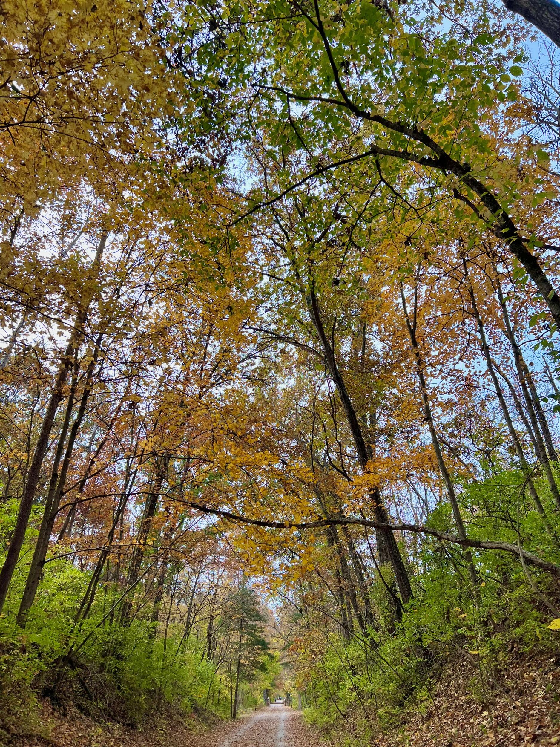 Picture of MKT Trail