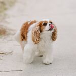 Pippa