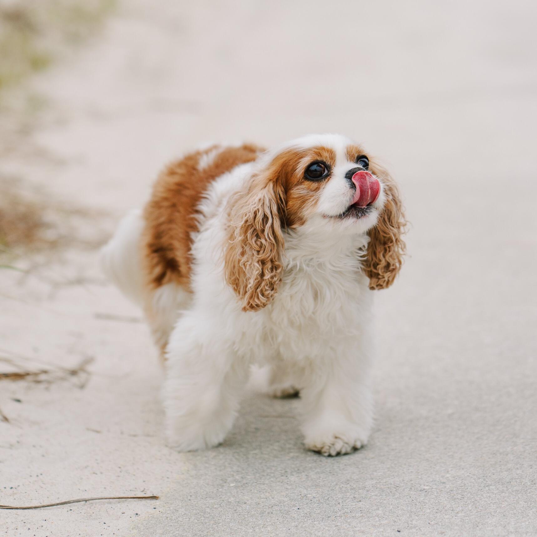 Pippa