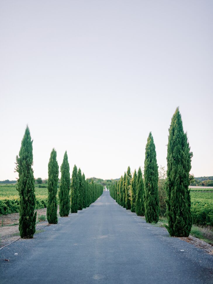 Long Country Roadway Lined With Trees and Greenery in the South of France