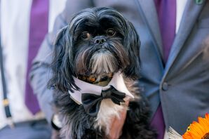 Black-and-White Puppy Wearing a Bow Tie