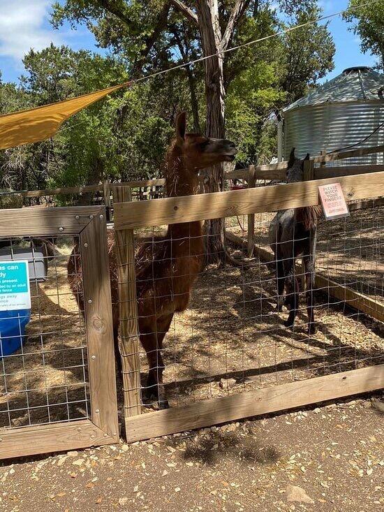Picture of The Shady Llama