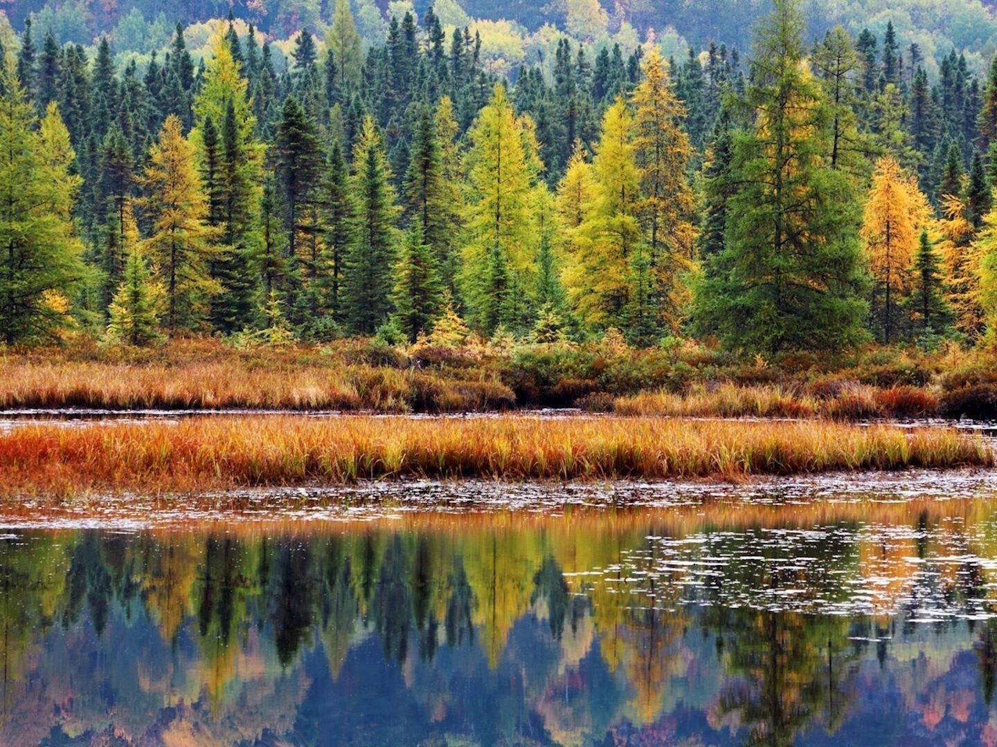 Picture of ALGONQUIN PROVINCIAL PARK