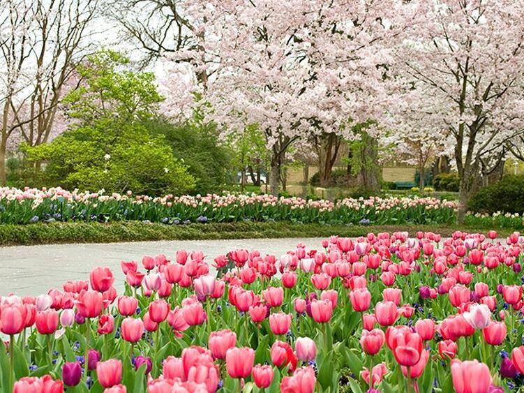 Picture of The Dallas Arboretum and Botanical Garden