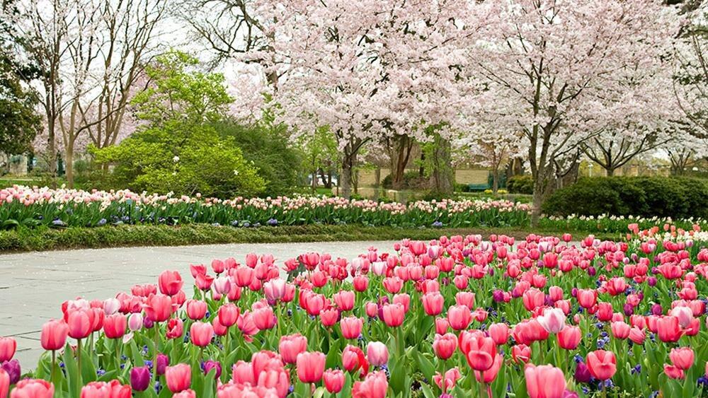 Picture of The Dallas Arboretum and Botanical Garden