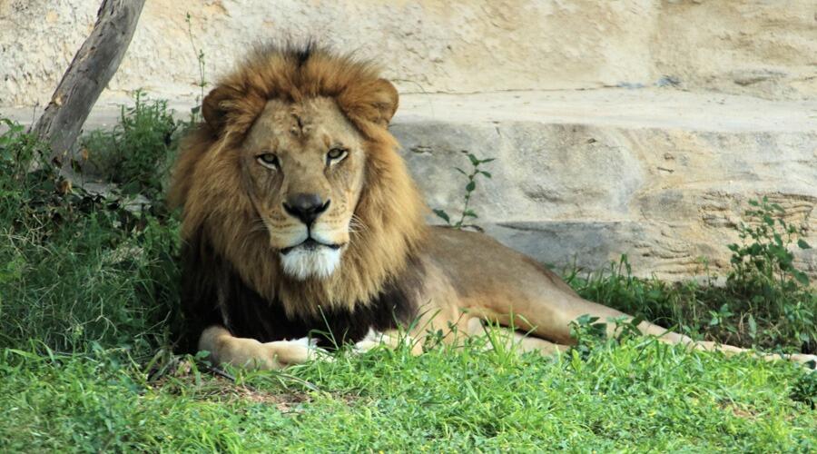 Picture of San Antonio Zoo