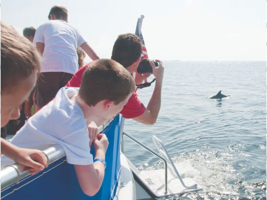 Picture of Premier Dolphin Cruise