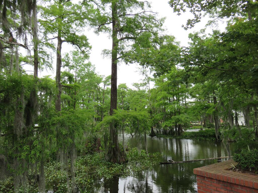 Picture of Cypress Lake
