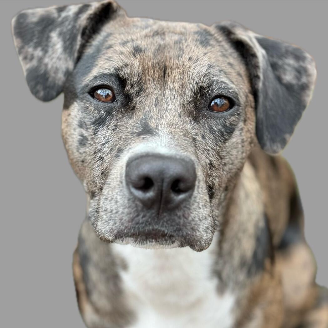 Kona Mae Powell