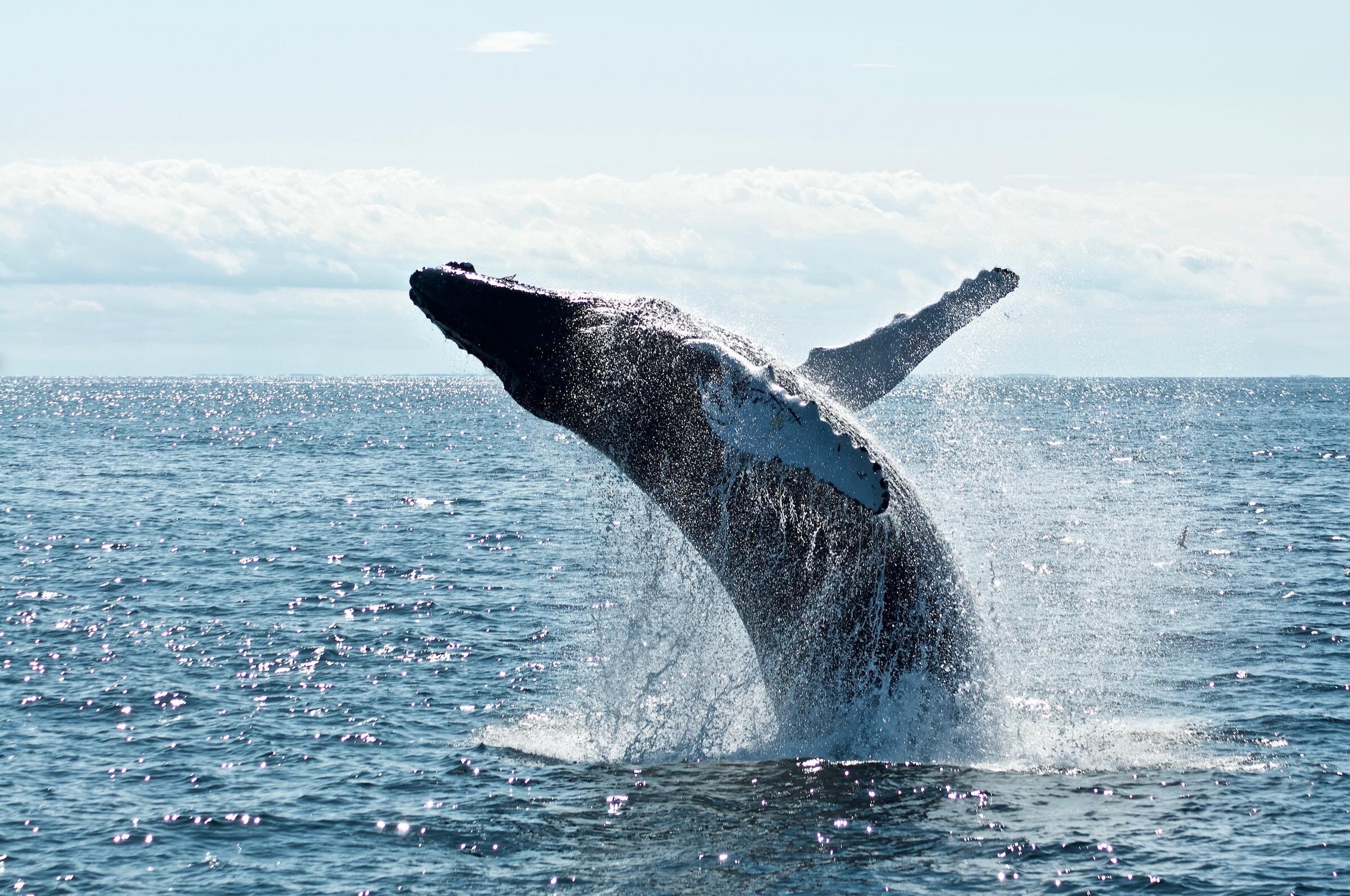 Picture of Whale Watching & Tide Pooling