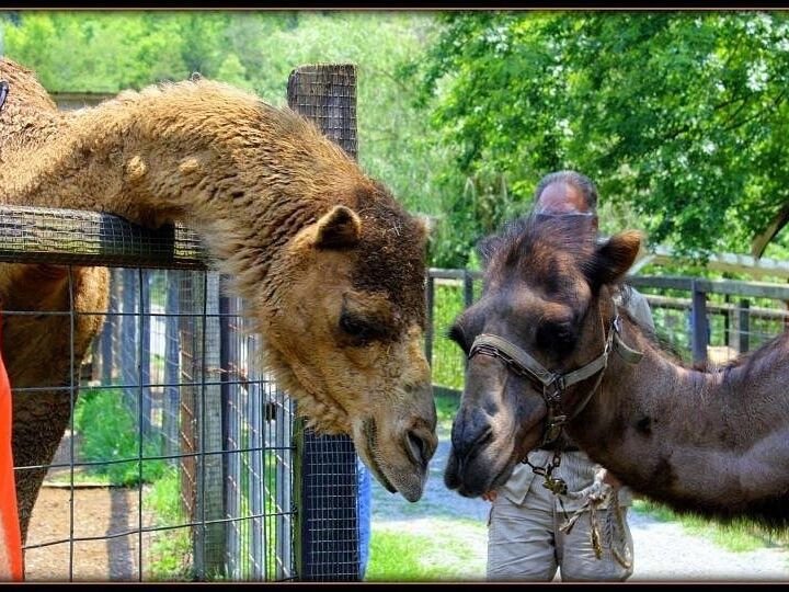 Picture of Smoky Mountain Deer Farm & Exotic Petting Zoo