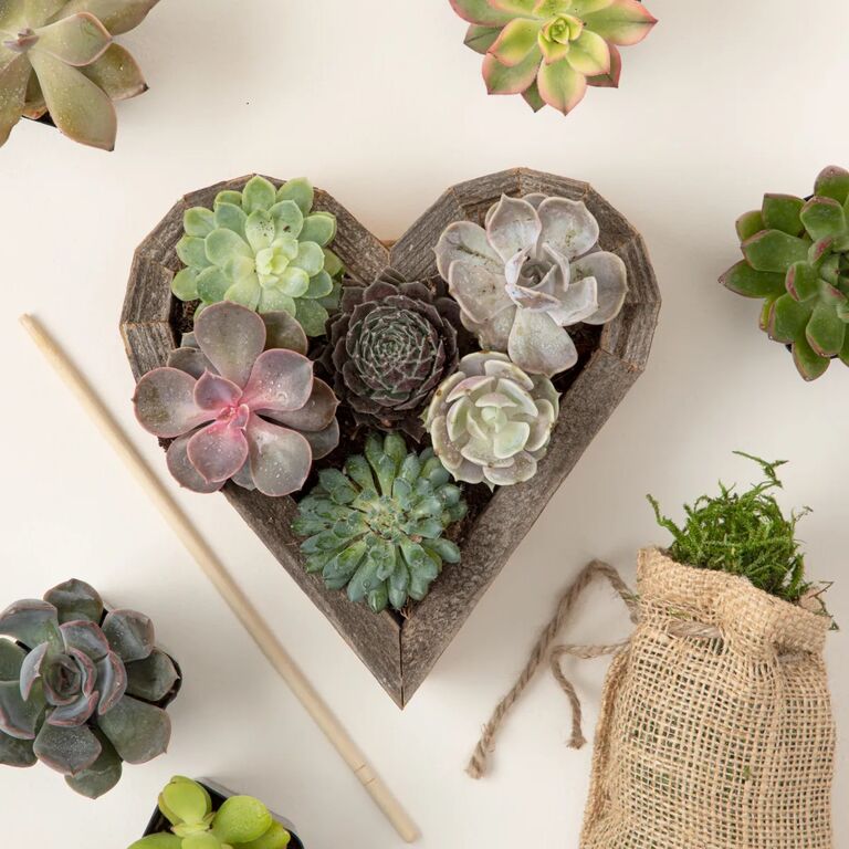 Heart-shaped succulent kit by Uncommon Goods, gift idea for Mother's Day. 