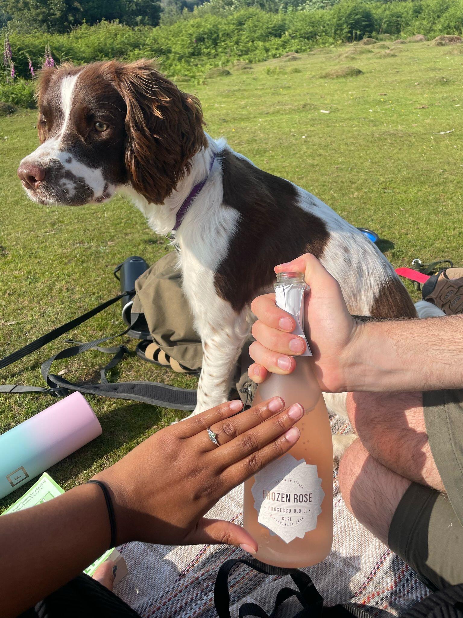 Engagement (spoiler - she said yes!)