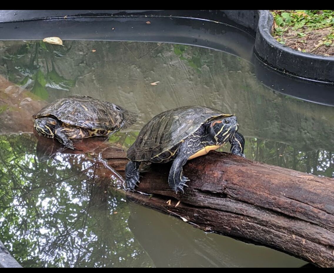 Picture of Kentucky Reptile Zoo