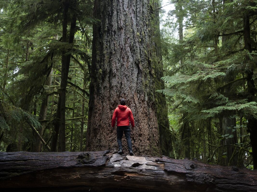 Picture of Cathedral Grove