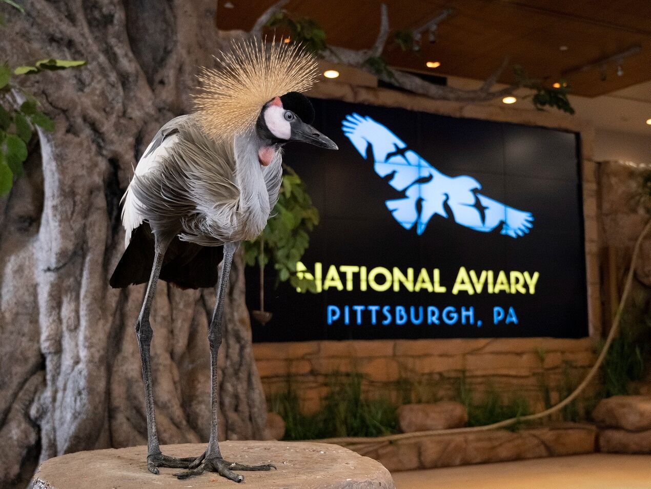 Picture of National Aviary
