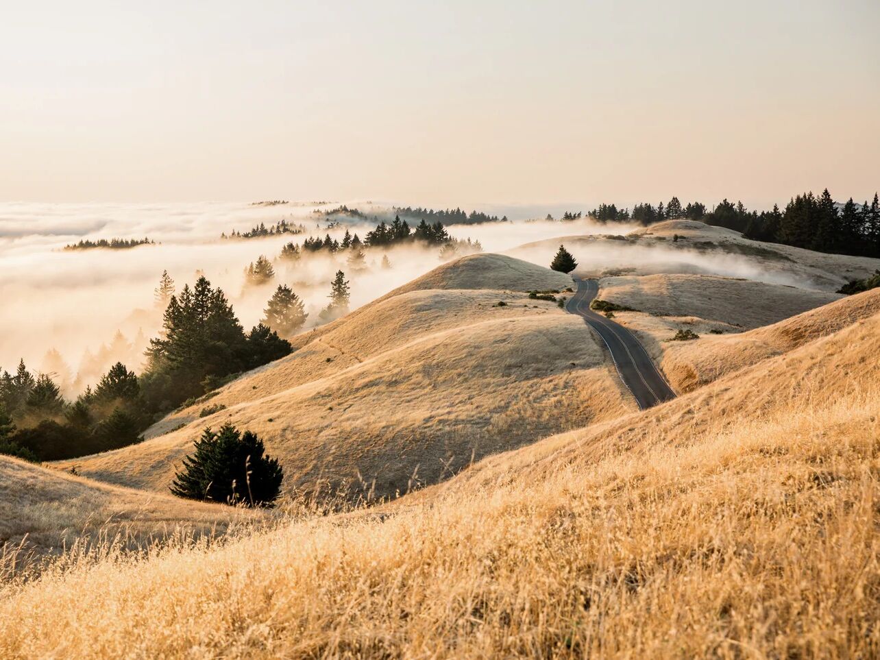Picture of Mount Tamalpais State Park