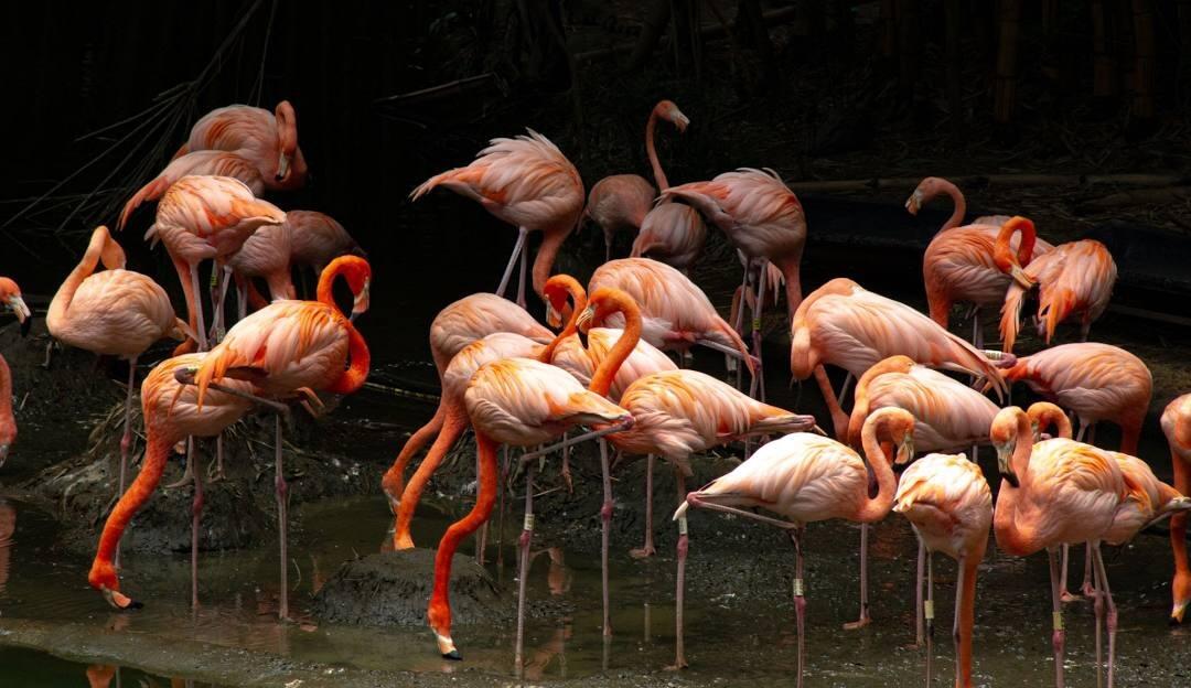Picture of Zoológico de Cali