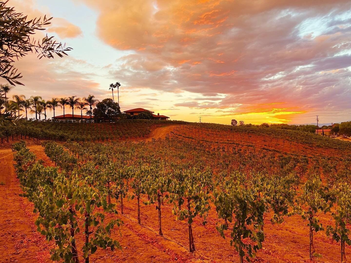 Picture of Temecula Wineries