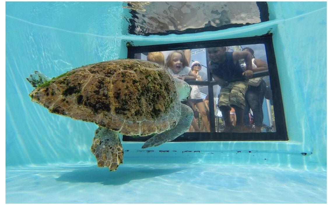 Picture of Loggerhead Marinelife Center