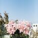 Rooftop Ceremony Arch with Cherry Blossoms and Greenery