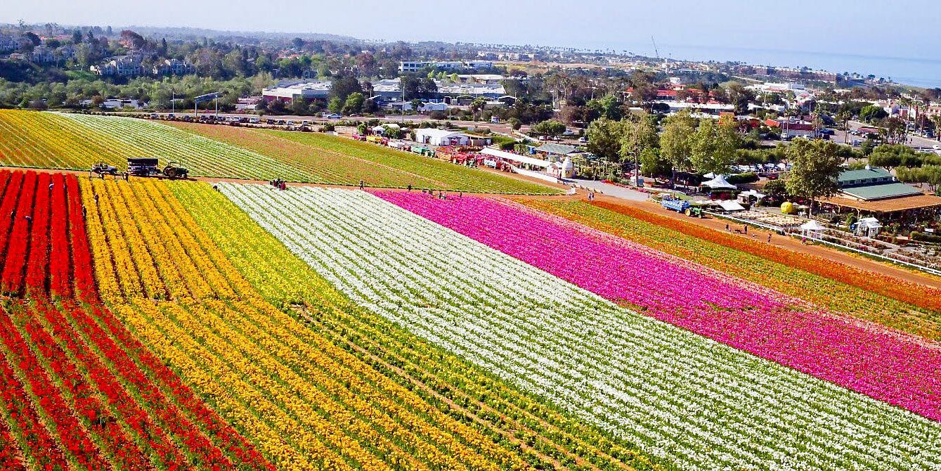 Picture of Carlsbad Flower Fields