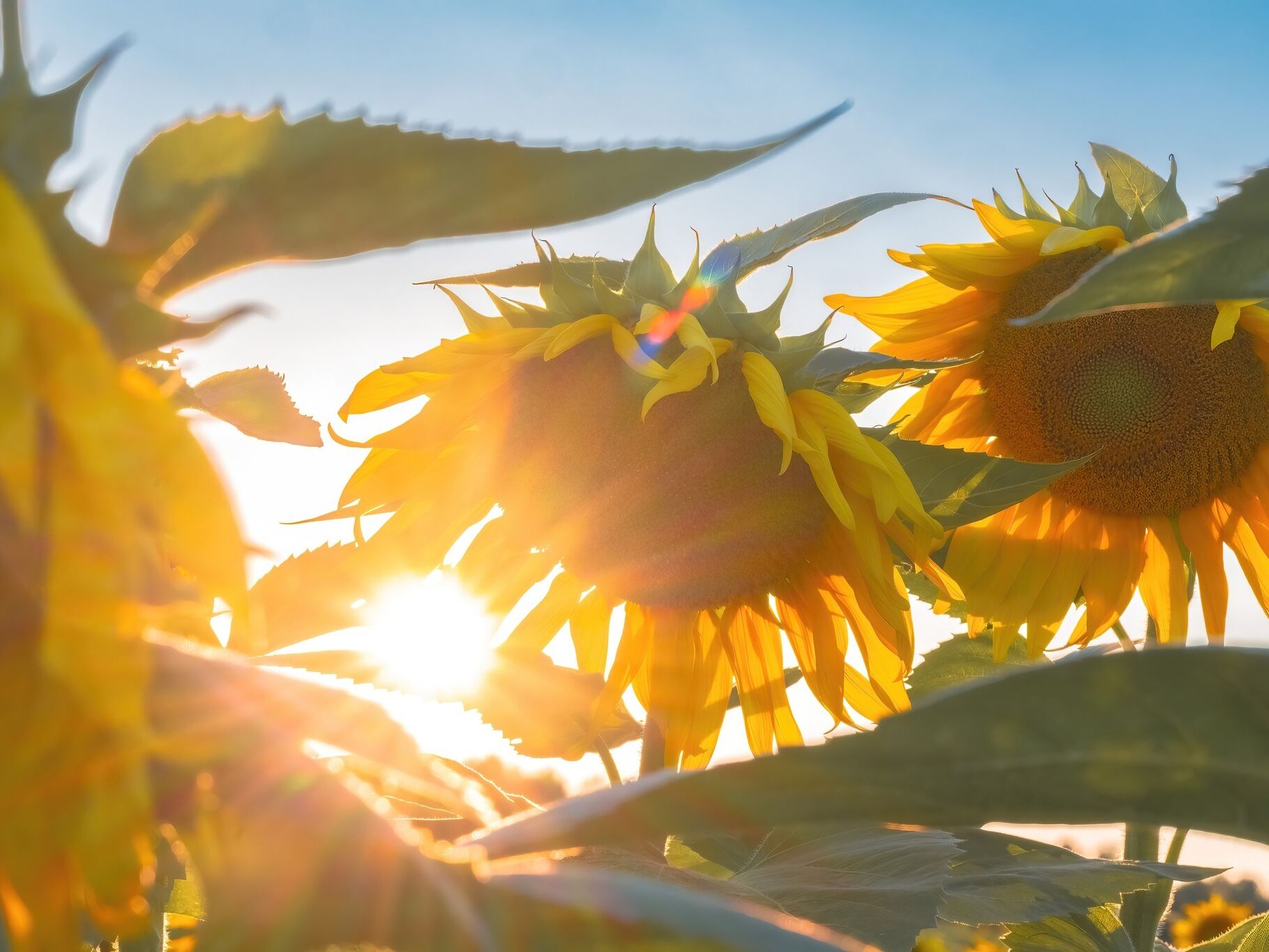 Picture of Go See the Sunflowers!