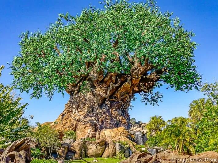 Picture of Disney's Animal Kingdom Theme Park