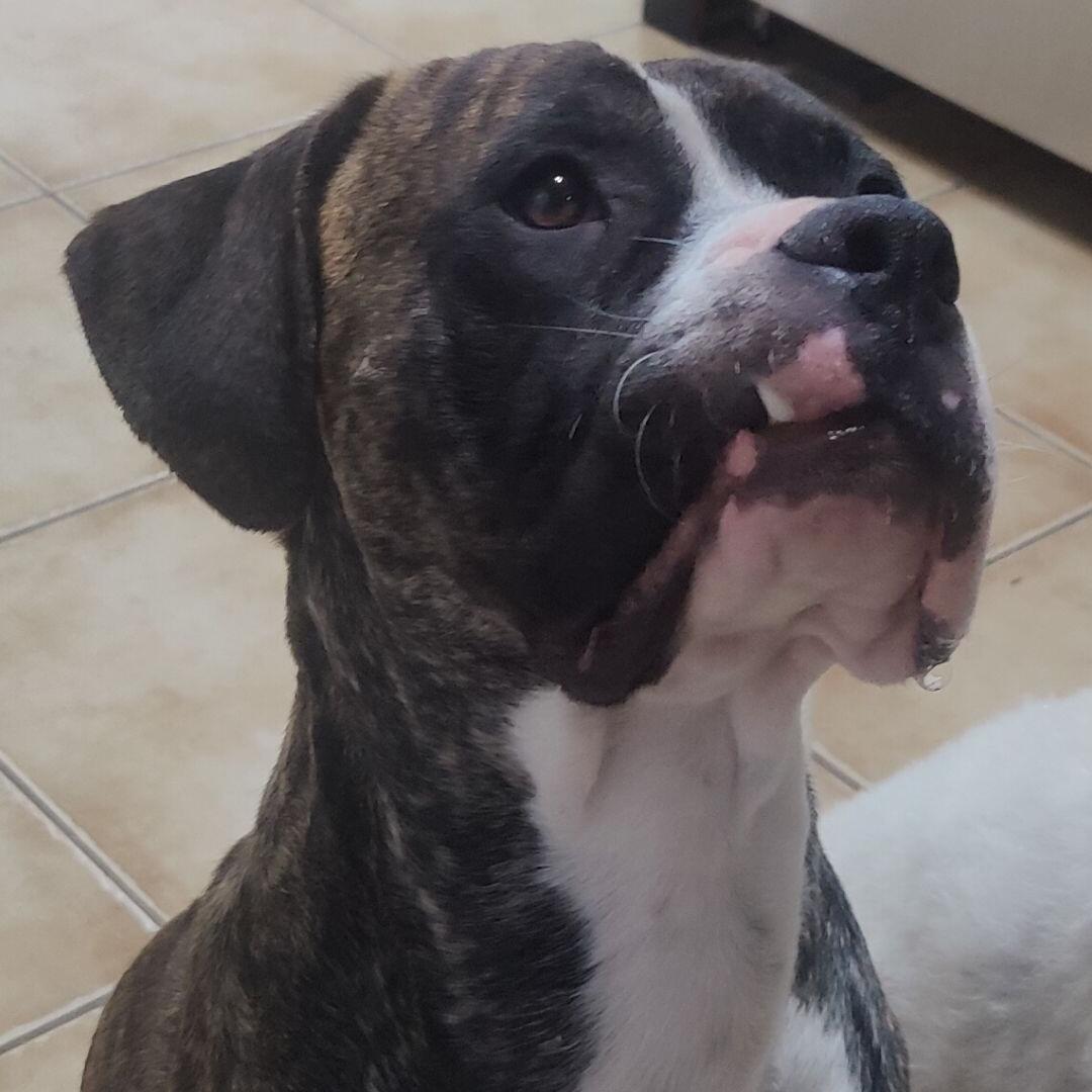 Ranger 