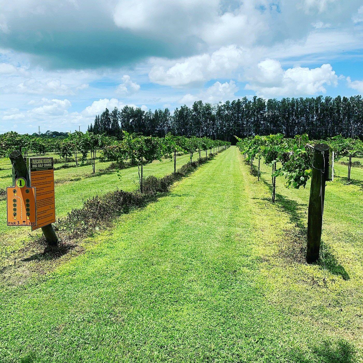 Picture of Summer Crush Vineyard & Winery
