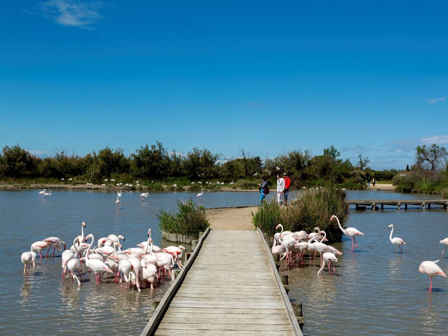Picture of Ornithological Park of Pont de Gau