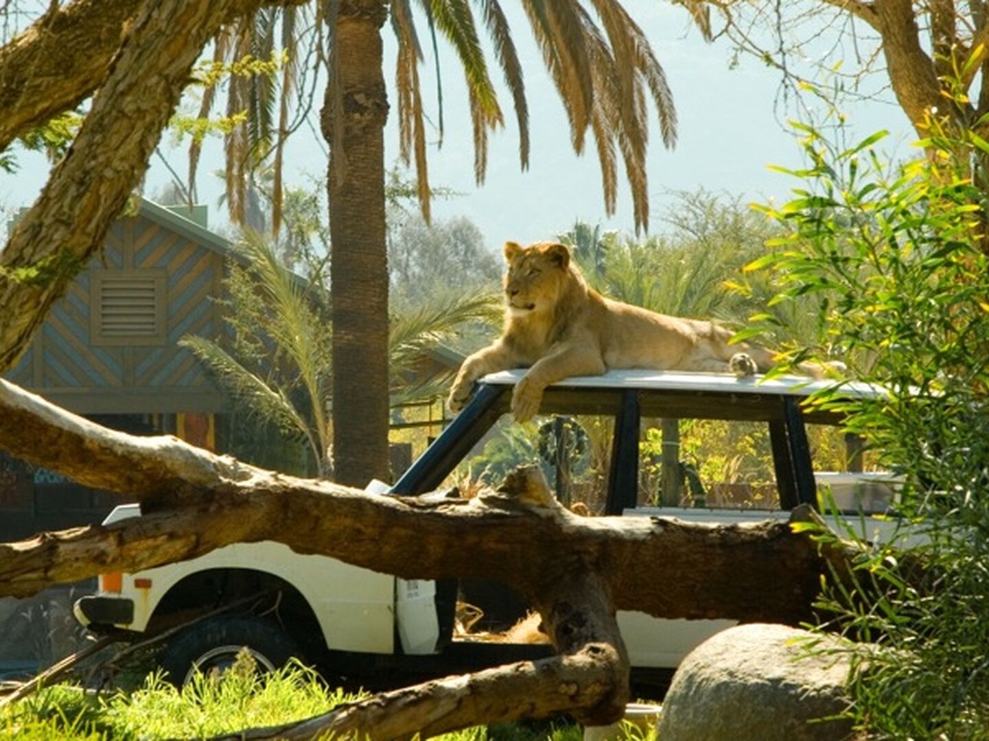 Picture of San Diego Zoo Safari Park