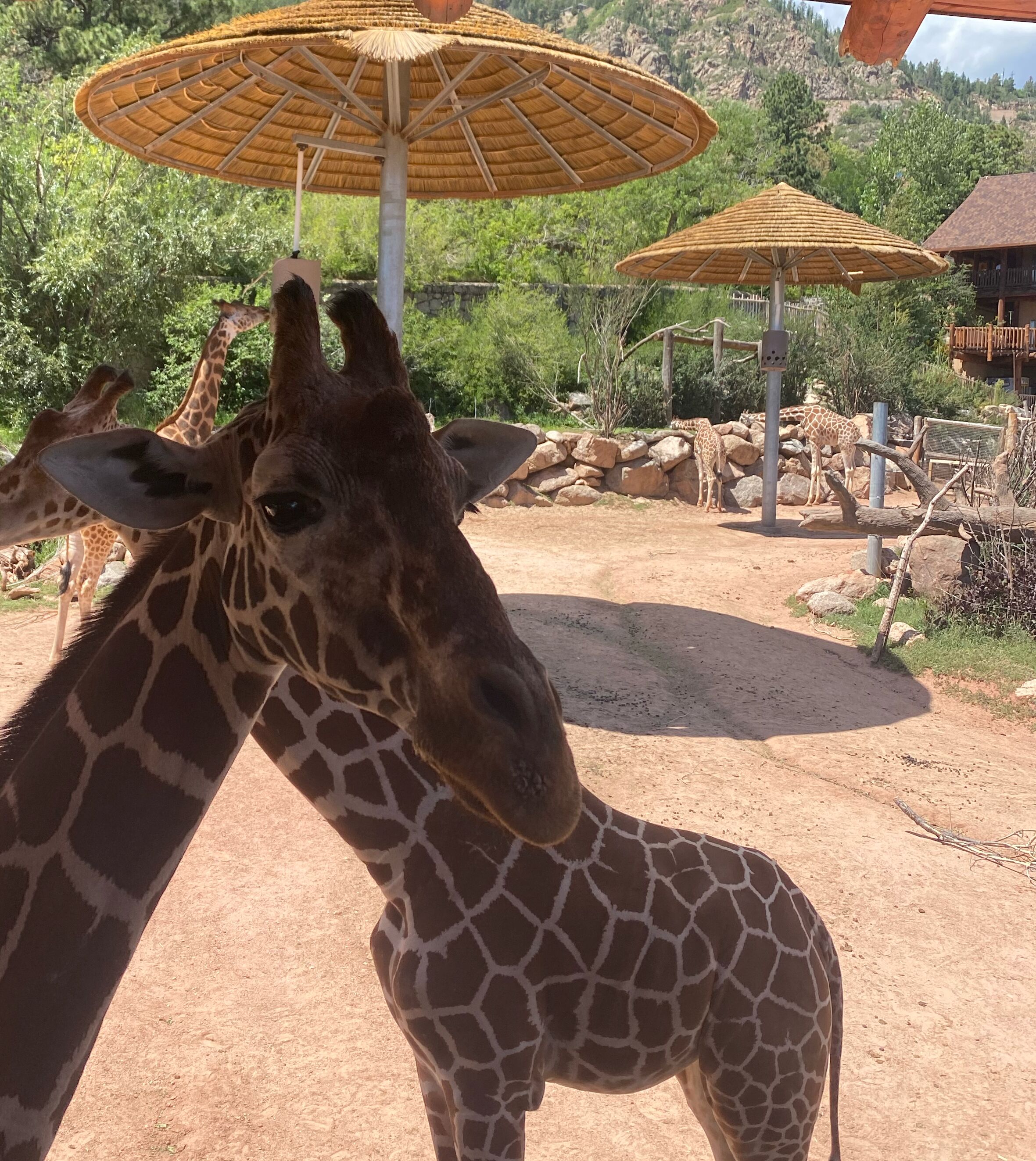 Picture of Cheyenne Mountain Zoo