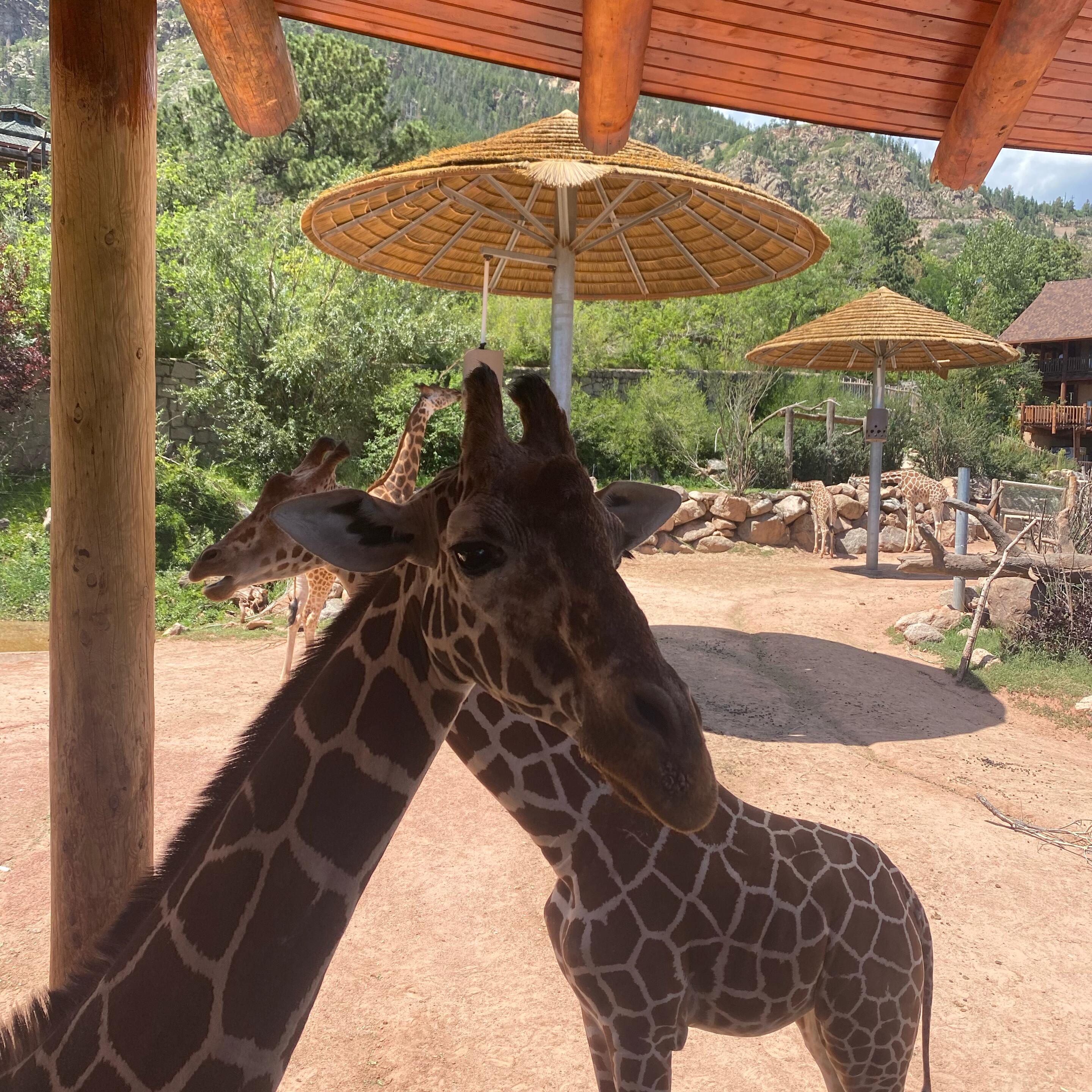Picture of Cheyenne Mountain Zoo