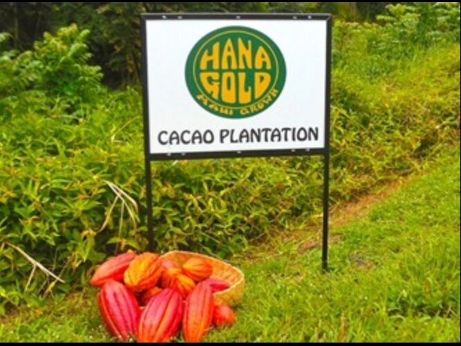 Picture of Hana Gold Cacao Plantation