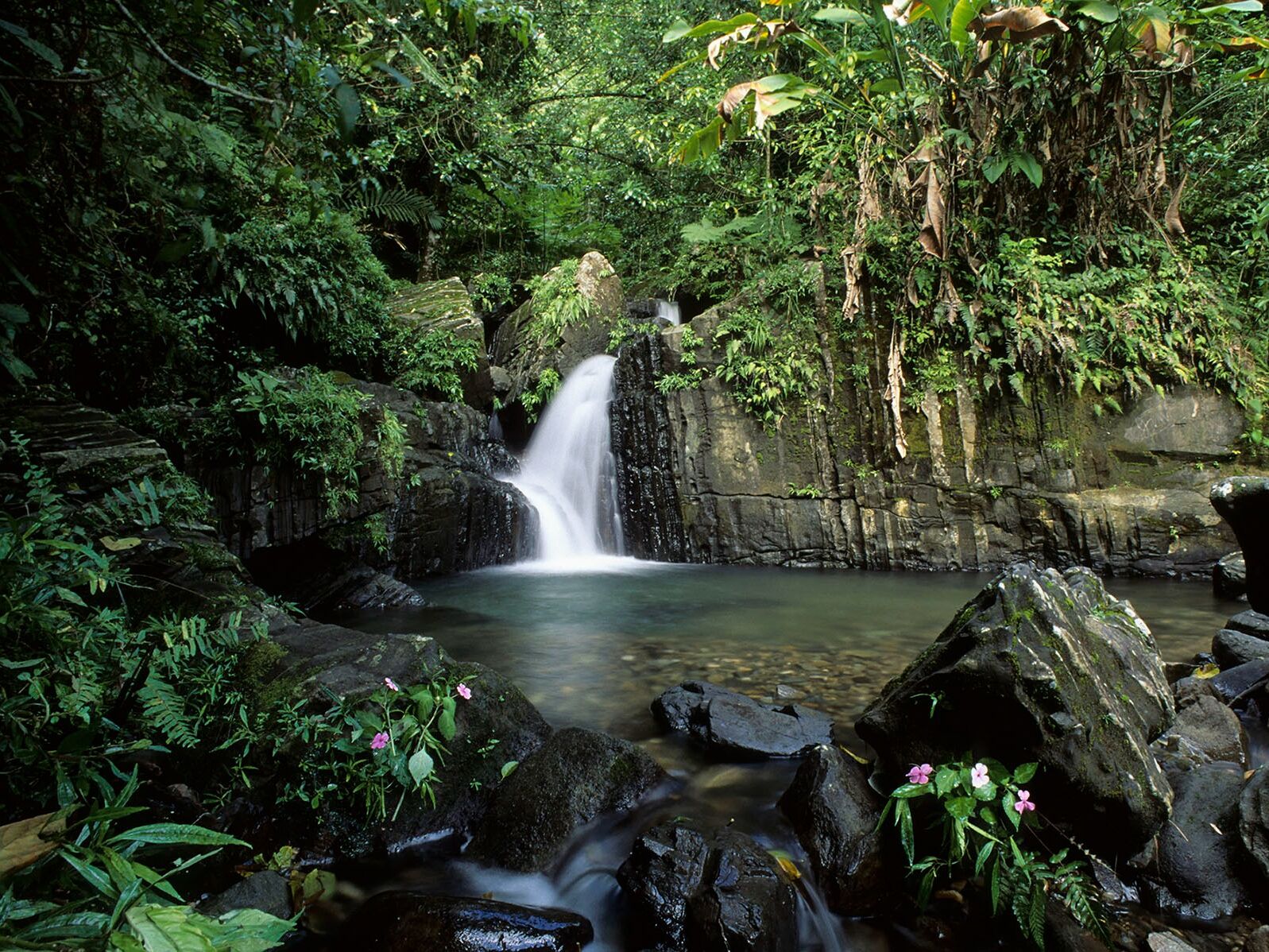 Picture of El Yunque National Forest
