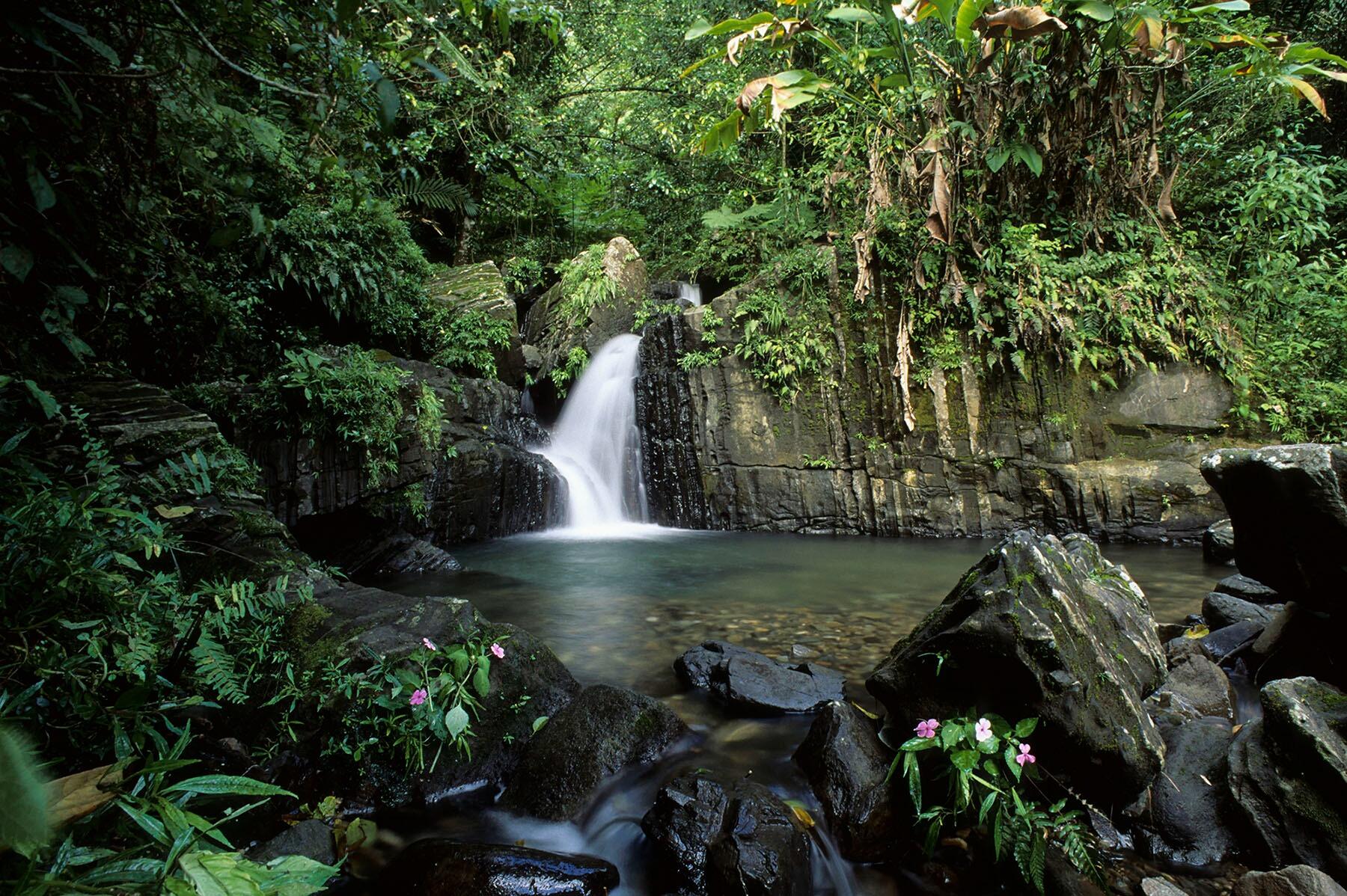 Picture of El Yunque National Forest